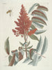 Poissons, serpents, insectes et quelques autres animaux, ainsi que quelques photos de plantes Pl102 - Mark Catesby — näkymä teoksesta