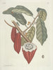 Poissons, serpents, insectes et quelques autres animaux, ainsi que quelques photos de plantes Pl103 - Mark Catesby — näkymä teoksesta