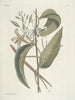 Poissons, serpents, insectes et quelques autres animaux, ainsi que quelques photos de plantes Pl104 - Mark Catesby — näkymä teoksesta