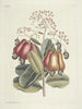 Poissons, serpents, insectes et quelques autres animaux, ainsi que quelques photos de plantes Pl105 - Mark Catesby — näkymä teoksesta