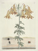 Poissons, serpents, insectes et quelques autres animaux, ainsi que quelques photos de plantes Pl106 - Mark Catesby — näkymä teoksesta