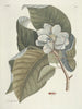 Poissons, serpents, insectes et quelques autres animaux, ainsi que quelques photos de plantes Pl107 - Mark Catesby — näkymä teoksesta