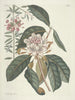 Poissons, serpents, insectes et quelques autres animaux, ainsi que quelques photos de plantes Pl108 - Mark Catesby — näkymä teoksesta