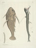 Poissons, serpents, insectes et quelques autres animaux, ainsi que quelques photos de plantes Pl109 - Mark Catesby — näkymä teoksesta
