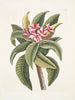 Plumeria - Mark Catesby — näkymä teoksesta