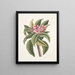 Plumeria - Mark Catesby — kehystetty taideteos seinällä