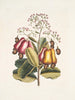 Pomifera c Le Cushew Tree - Mark Catesby — näkymä teoksesta