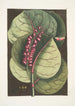Prunus maritima racemosa Mangrovien viinirypäspuu Phalna Caroliniana c - Mark Catesby — kehystetty taideteos seinällä