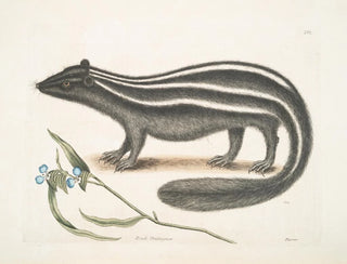 PseudoPhalangium ramosum Putorius le Putois - Mark Catesby — näkymä teoksesta