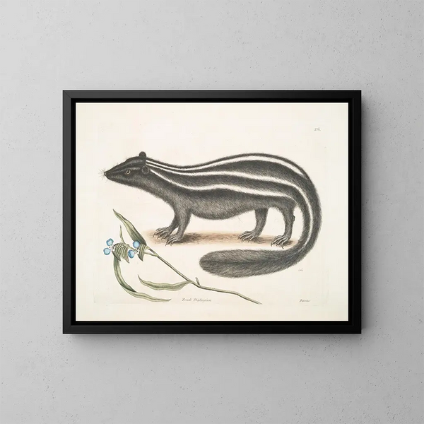 PseudoPhalangium ramosum Putorius le Putois - Mark Catesby — kehystetty taideteos seinällä