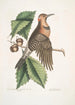 Quercus Castanea lehdet procera Arbor Virginiana Chêne Châtaignier Picus carius major alis aureis Le Pic aux Ailes Dorées - Mark Catesby — näkymä teoksesta