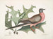 Chêne écarlate, feuilles plus larges ja piikkisemmät, Pigeon migrateur - Mark Catesby — näkymä teoksesta