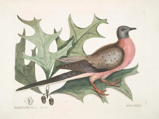 Chêne écarlate, feuilles plus larges ja piikkisemmät, Pigeon migrateur - Mark Catesby — näkymä teoksesta