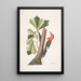 Quercus folio non serrato in summitate quasi triangulo Chêne d'Eau Picus capite toto rubro Le Pic à Tête Rouge - Mark Catesby — kehystetty taideteos seinällä