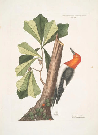 Mark Catesby - Quercus folio non serrato in summitate quasi triangulo Water Oak Picus capite toto rubro The red headed Woodpecker.webp