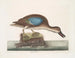 Le canard siffleur à ailes bleues - Mark Catesby — näkymä teoksesta