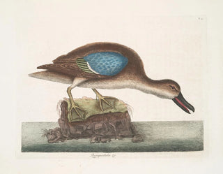 Le canard siffleur à ailes bleues - Mark Catesby — näkymä teoksesta