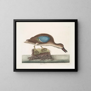 Le canard siffleur à ailes bleues - Mark Catesby — kehystetty taideteos seinällä