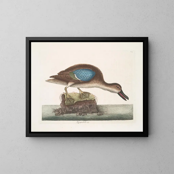 Le canard siffleur à ailes bleues - Mark Catesby — kehystetty taideteos seinällä