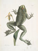 Rana maxima La grenouille taureau Helleborena Le sabot de la Vierge de Pennsylvanie - Mark Catesby — näkymä teoksesta