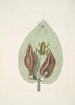 Rana viridis arborea La Rainette Verte Arum Americanum L'Herbe à Mouffette - Mark Catesby — näkymä teoksesta