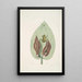 Rana viridis arborea La Rainette Verte Arum Americanum L'Herbe à Mouffette - Mark Catesby — kehystetty taideteos seinällä