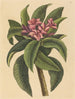Frangipanni rouge Plumeria rubra - Mark Catesby — näkymä teoksesta