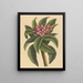 Frangipanni rouge Plumeria rubra - Mark Catesby — kehystetty taideteos seinällä