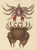 Crabe Rocheux Motté Rouge Cancer grapsus - Mark Catesby — näkymä teoksesta