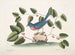 L'oiseau bleu - Mark Catesby — näkymä teoksesta