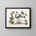 L'oiseau bleu - Mark Catesby — kehystetty taideteos seinällä