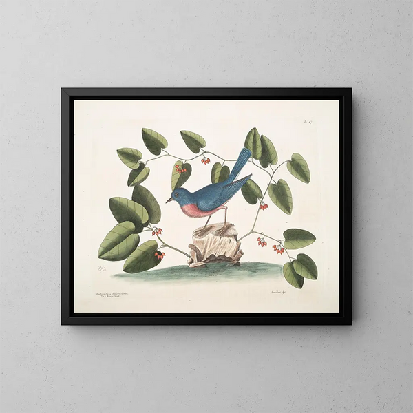 L'oiseau bleu - Mark Catesby — kehystetty taideteos seinällä