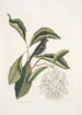 Rubicilla minor nigra Le Petit Bouvreuil Noir Amelanchier c L'Arbre à Franges - Mark Catesby — näkymä teoksesta