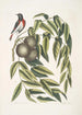 Ruticilla Americana Le Paruline à Gorge Rouge Juglans Nigra Le Noyer Noir - Mark Catesby — näkymä teoksesta