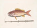 Le poisson-tobacco - Mark Catesby — näkymä teoksesta
