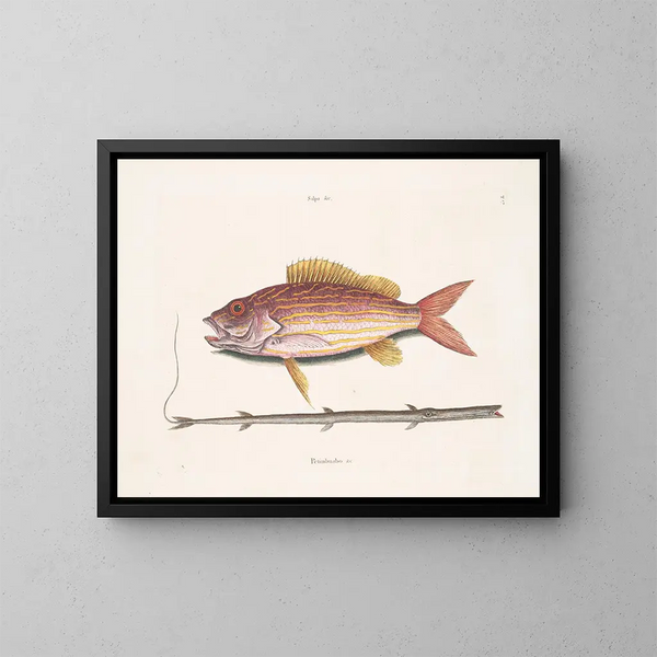 Le poisson-tobacco - Mark Catesby — kehystetty taideteos seinällä