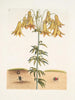 Scarabée américain des pilules The Tumble Turds Lily c - Mark Catesby — näkymä teoksesta