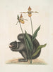 Sciurus Niger L'Écureuil Noir Calceolus Le Sabot de Vénus - Mark Catesby — näkymä teoksesta