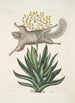 Sciurus L'Écureuil Volant Viscum - Mark Catesby — näkymä teoksesta
