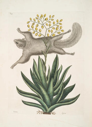 Mark Catesby - Sciurus The FlyingSquirrel Viscum.webp