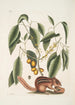 Sciurus L'Écureuil Terrestre Cornus L'Arbre à Mastic - Mark Catesby — näkymä teoksesta