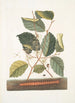 Scolopendra Hamamelis - Mark Catesby — näkymä teoksesta