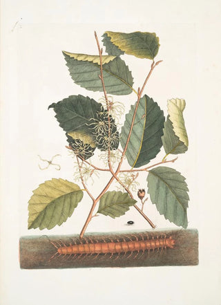 Mark Catesby - Scolopendra Hamamelis.webp