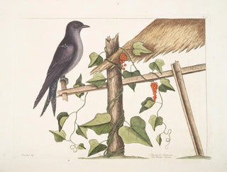 Smilax c. Hirundo purpurea, le Martin pourpre - Mark Catesby — näkymä teoksesta