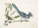 Smilax lisse, laurier à feuilles non dentées, baies noires, le Smilax à feuilles de laurier, Pica cristata carulea, le Geai huppé bleu - Mark Catesby — näkymä teoksesta