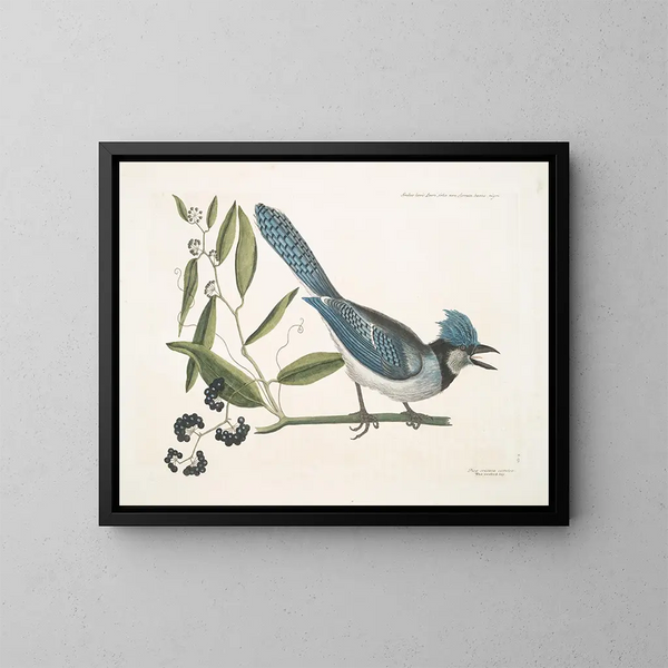 Smilax lisse, laurier à feuilles non dentées, baies noires, le Smilax à feuilles de laurier, Pica cristata carulea, le Geai huppé bleu - Mark Catesby — kehystetty taideteos seinällä