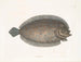 Solea lunata - Mark Catesby — näkymä teoksesta