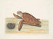 Tortue caouanne - Mark Catesby — näkymä teoksesta