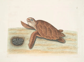 Tortue caouanne - Mark Catesby — näkymä teoksesta