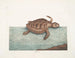 La tortue caouanne - Mark Catesby — näkymä teoksesta